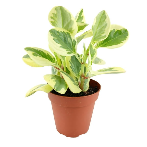 SUCCULENTS BOX 4" Peperomia Obtusifolia Variegata Live Plants in 4" Grower Pot, Easy to grow