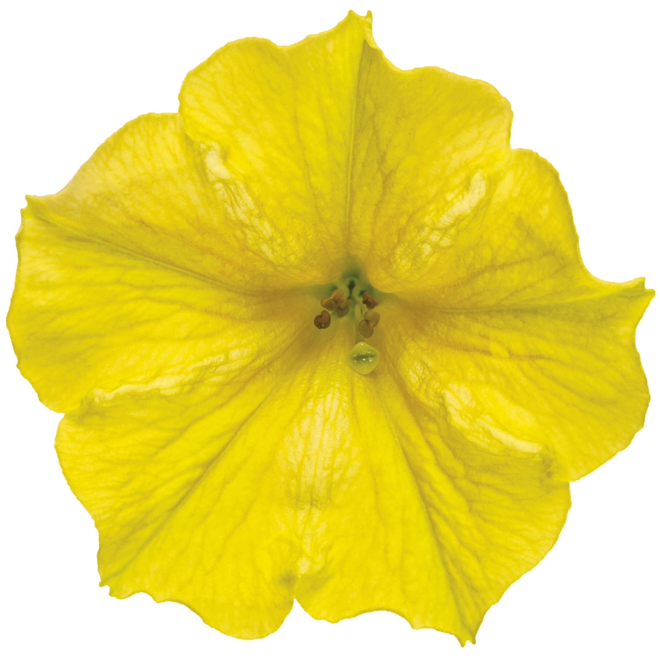 Proven Winners 4" Supertunia Mini Vista Yellow Petunia Live Plant in 4.25" Pot (4 Count)