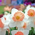 thumbnail image 3 of Pink Charming Daffodil Flowers- 12, 18 or 30 Bulbs, 3 of 4