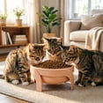 thumbnail image 2 of Raised Elevated Pet Bowl with Stand, Anti Spill Non Slip Single Feeding Dish Reduces Neck Strain & Vomiting for Small Dogs Cats, Easy Clean Durable 14x14x7cm Single Bowl, 2 of 5