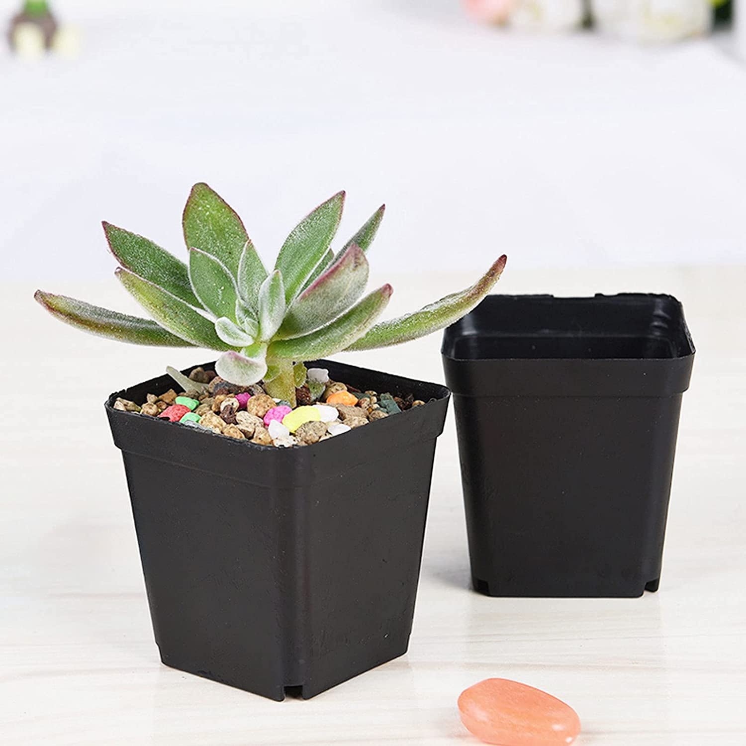 Buy ZOENHOU 100 Pack 2.7 Inch Small Seedling Plastic Pots, Black