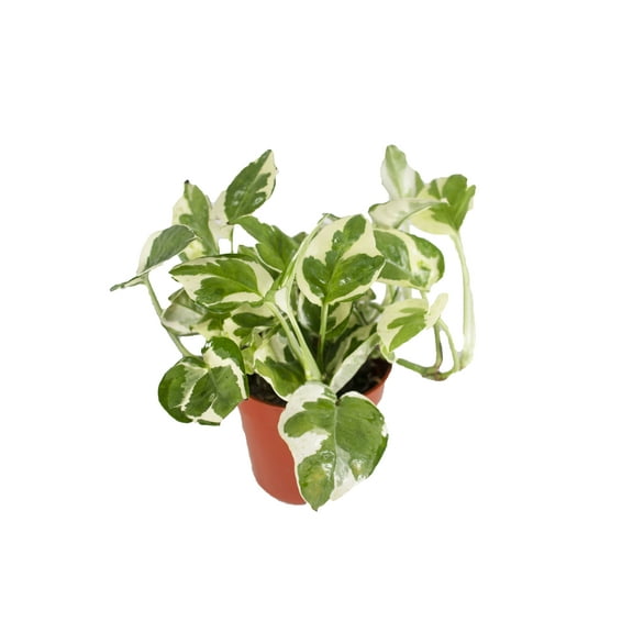 California Tropicals Pothos 'N Joy - 4" Live Plant - Variegated White and Green Leaves - Easy to Care for - Perfect for Indoor and Outdoor Home Decor, Office, and Gift - Pot Included