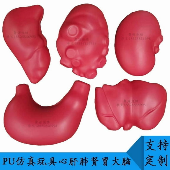 WEUVEB Human Organ Model for Teaching, Red PU Foam Anatomy Learning Set, Educational Tool for Students and Medical Training