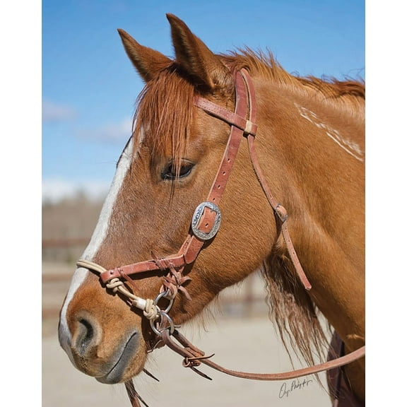 Weaver Leather Justin Dunn Side Pull/Bitless Bridle - Russet