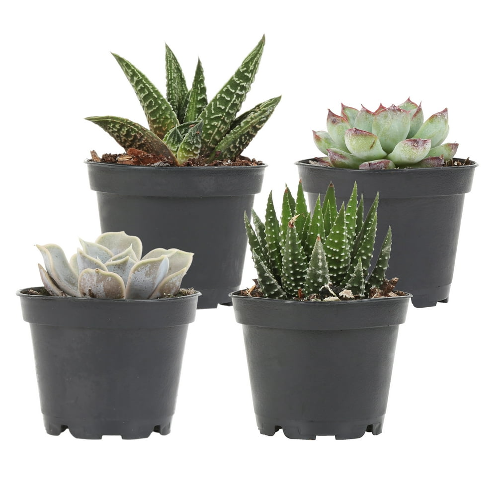 Costa Farms Live Indoor 4in Tall Multicolor Assorted Succulent Full