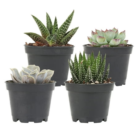 Delray Plants Succulent Plants (Assorted species) Easy to Grow Live House Plants, 4-inch Black Grower’s Pot,