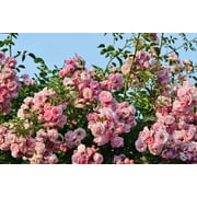 Seedville 5 Pink Climbing Rose Flower Seeds, Fragrant Butterfly Attracting Blooms