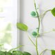 thumbnail image 3 of 20 piezas de ganchos para plantas trepadoras con forma de caracol, 3 of 5