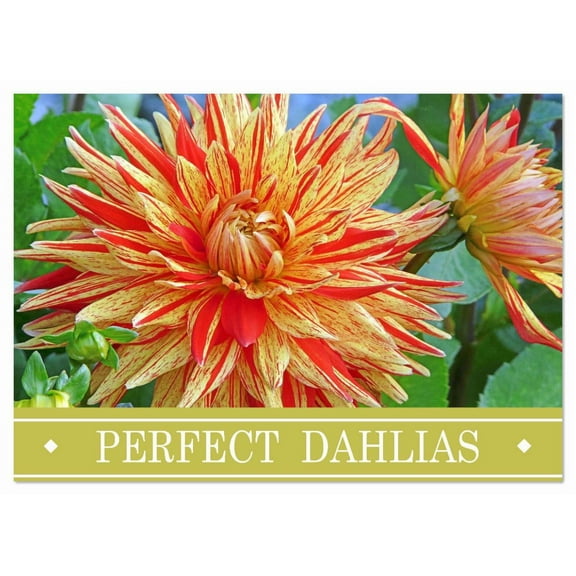 Perfect dahlias (Monthly Wall Calendar 2026 11.7 x 16.5 (open)), CALVENDO 14 Month Calendar