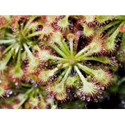 10 * Seeds * CARNIVOROUS SUNDEW Plant Drosera Flower Seeds