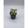 thumbnail image 6 of Syngonium, Cream, Podophyllum, 4 inch, Arrowhead Vine, philodendron, Goosefoot, nephthytis Evergreen, 6 of 9