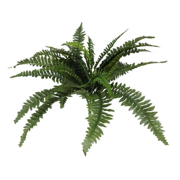 Large Fern, 1 Each