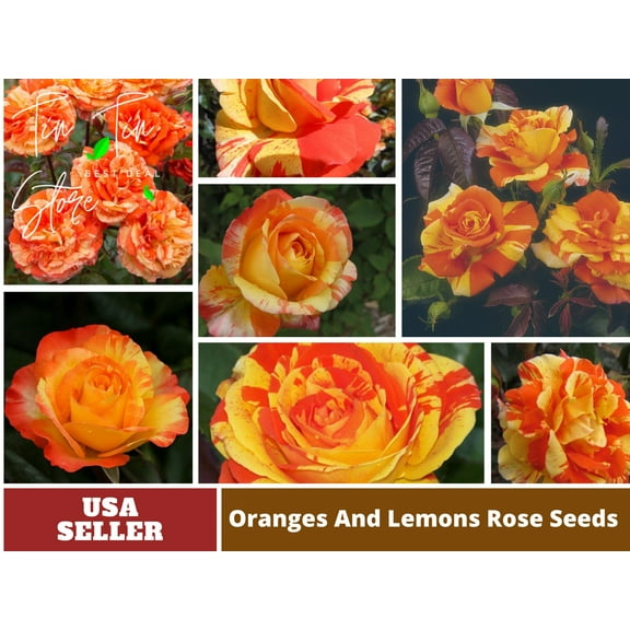 30 Rare Seeds| Oranges and Lemons Shrub Rose Seeds#1017 |BUY 4 GET 1 FREE|