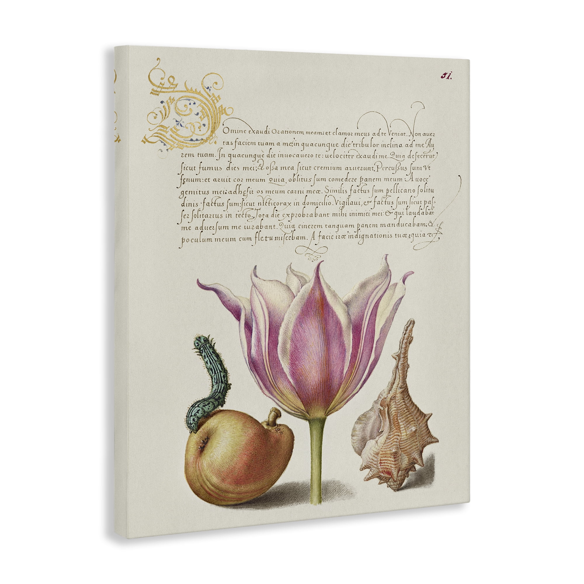 Stupell Industries Flower & Bug Study Page Text & Numbers Painting Wrapped Canvas Art Print Wall Art, 16 x 20