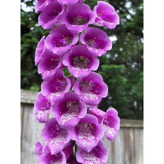 1000 PURPLE FOXGLOVE Digitalis Purpurea Flower Seeds
