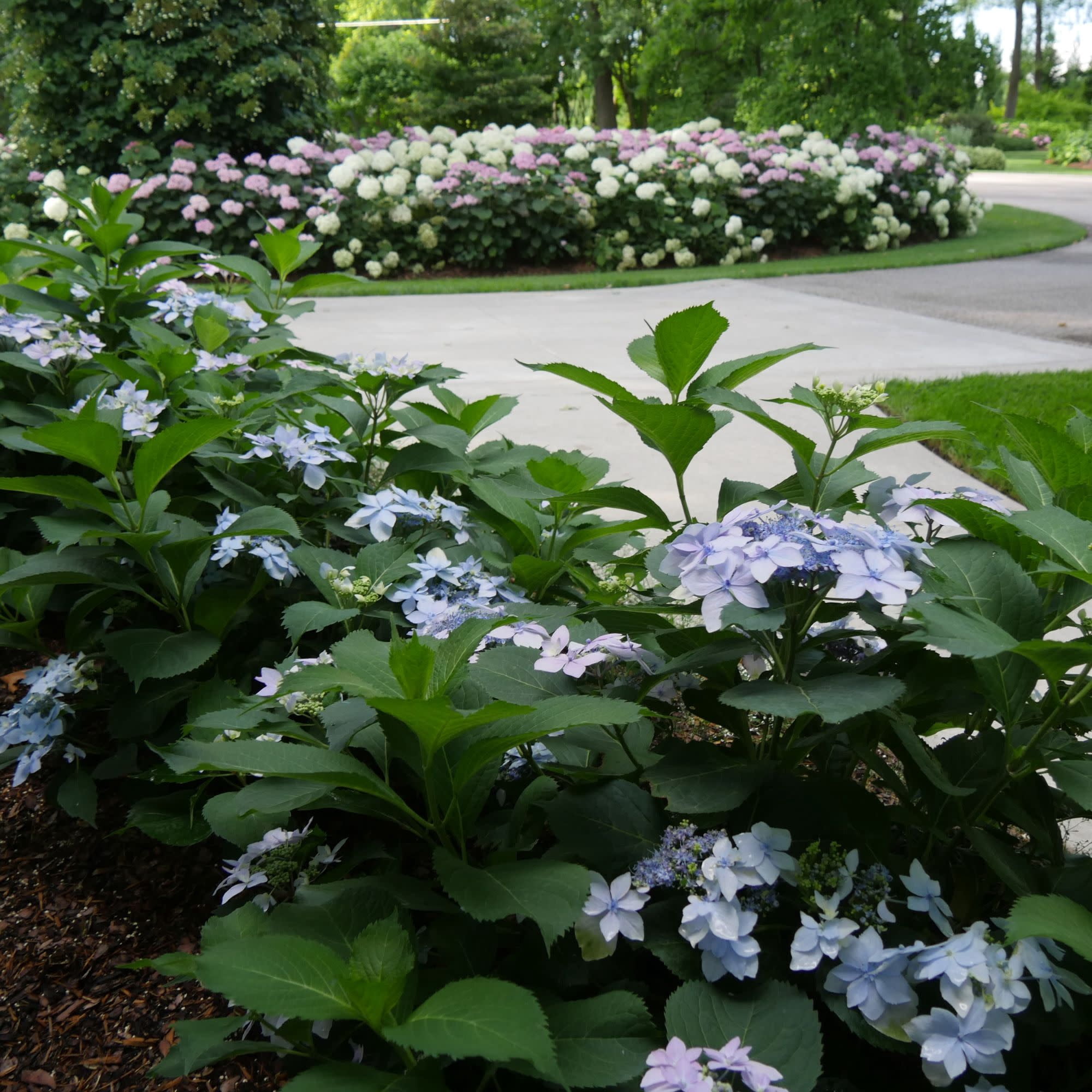 Proven Winners ColorChoice 5" Multicolor Tuff Stuff Ah-Ha Reblooming Mountain Hydrangea Live Plant in 4.5" Pot (4 Count)