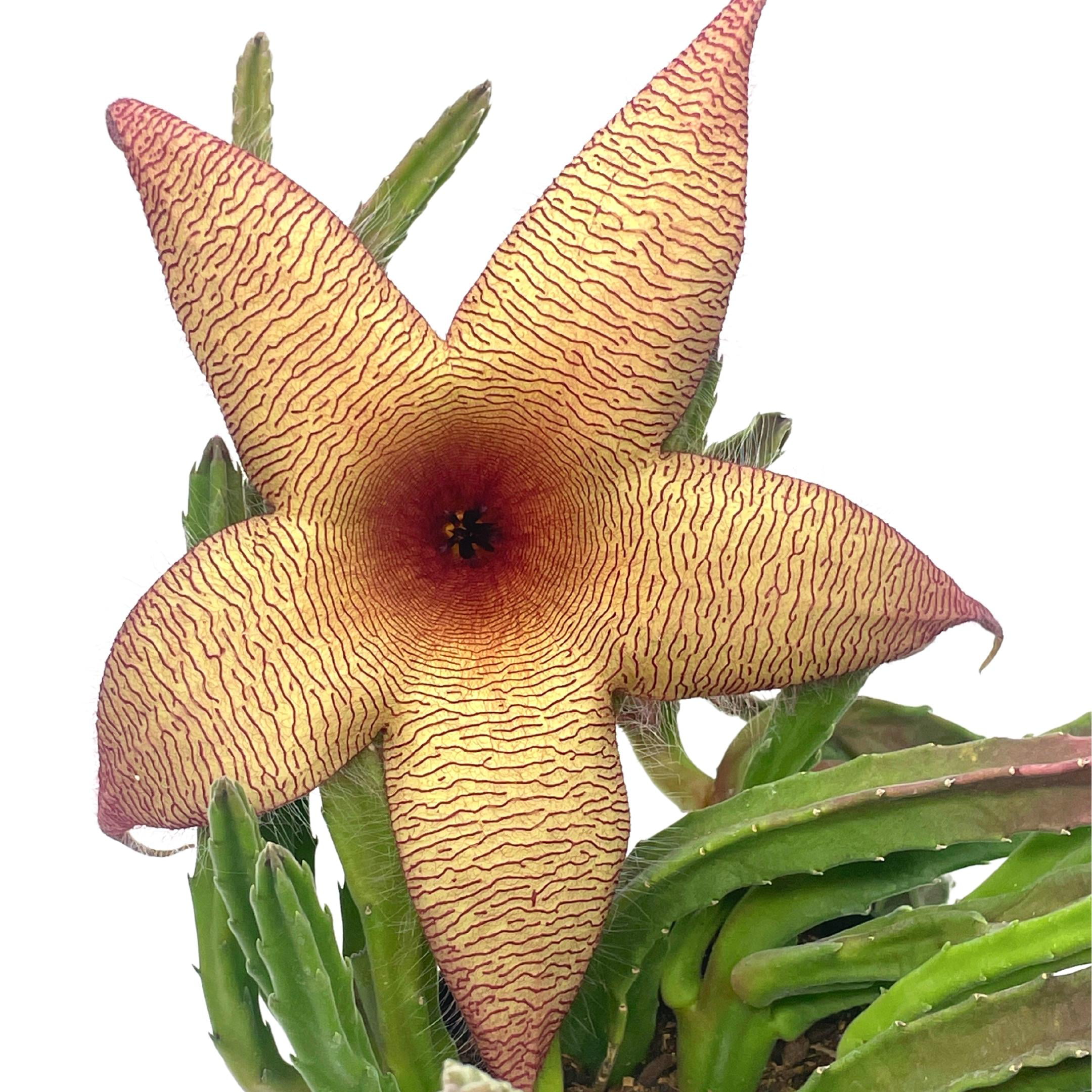 stapelia gigantea, giant starfish flower, rare huernia, zulu carrion giant  plant, 4 inch pot