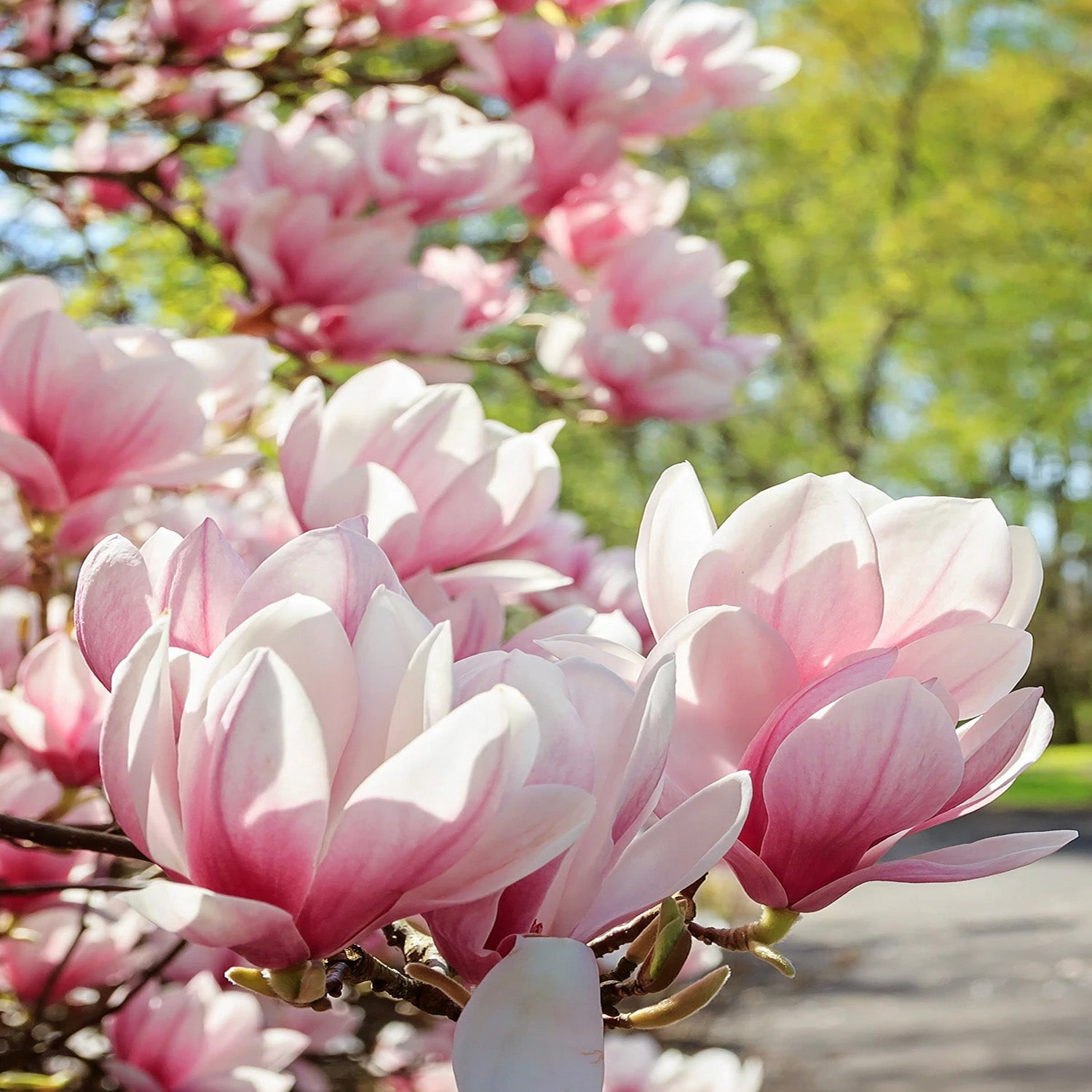 Expert Gardener 4-5' Magnolia Japanese Little Mimi (Patience™ Series) Live Tree in 2 gal. Grower Pot