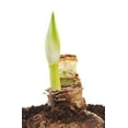 thumbnail image 2 of Aphrodite Double Amaryllis - Double Flower - 34/+cm - Large Bulb, 2 of 4