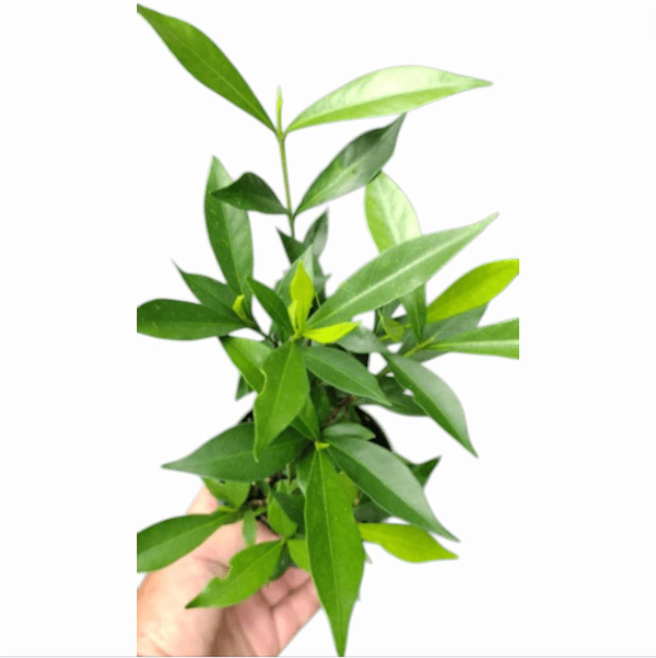 Set 2 Jasmine Frostproof Plant Live for Planting, Fragrant Jasmine Flowering Vine, Frost Proof Plant Cape Jasmine Plant, 4-6 Inch Tall, No Pot