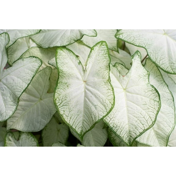 (1) White Caladium Bulb for Planting - Easy & Fast Growing Indoor or Outdoor Plants