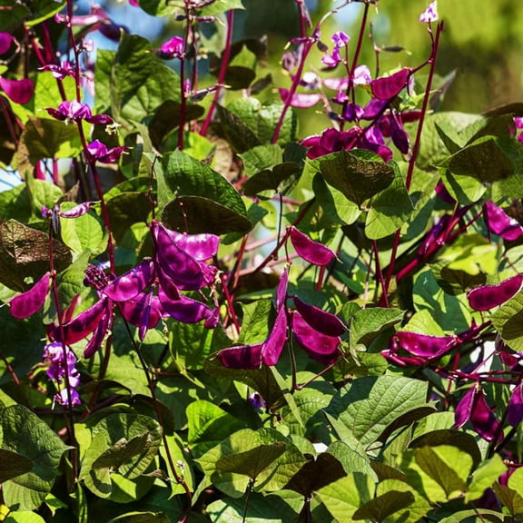 Outsidepride Hyacinth Bean - 200 Seeds