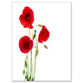 thumbnail image 2 of Fleurs de Coquelicot Rouge Isolées - Impression sur Toile Florale, 2 of 3
