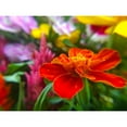 thumbnail image 3 of Popcorn 18x15 Black Modern Framed Museum Art Print Titled - Garden Flowers, 3 of 5
