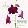 thumbnail image 4 of American Plant Exchange Orchid Dendrobium, 4-Inch Pot, Water Once Per Week, Medicinal, Flowering Houseplant, Growers Pick Color, 4 of 9