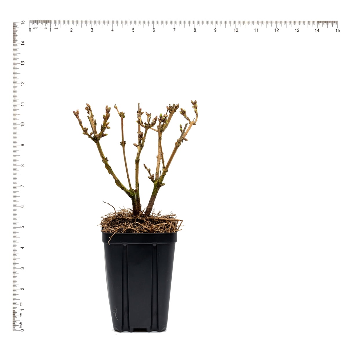 Van Zyverden Forsythia Magical® Gold 4" Potted Rocketliners® Set of 3 Plants Yellow Full Sun Deer Resistant 3 lb