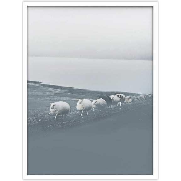 PixonSign Framed Wall Art Print Group of Long Haired Sheep in a Line Animals Wilderness Photography Realism Modern Portrait Relax/Calm Blue Duotone for Living Room, Bedroom, Office - 12"x16" WHITE