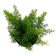 thumbnail image 2 of Foxtail Fern, 4 inch Asparagus densiflorus, Fluffy Perennial Evergreen Herb Pine Needle-Like Leaves, 2 of 7