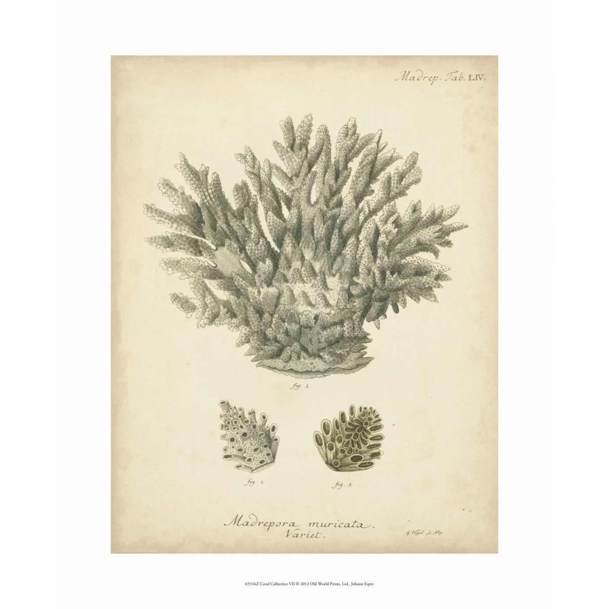 Coral Collection VII Poster Print - Johann Esper (24 x 36)