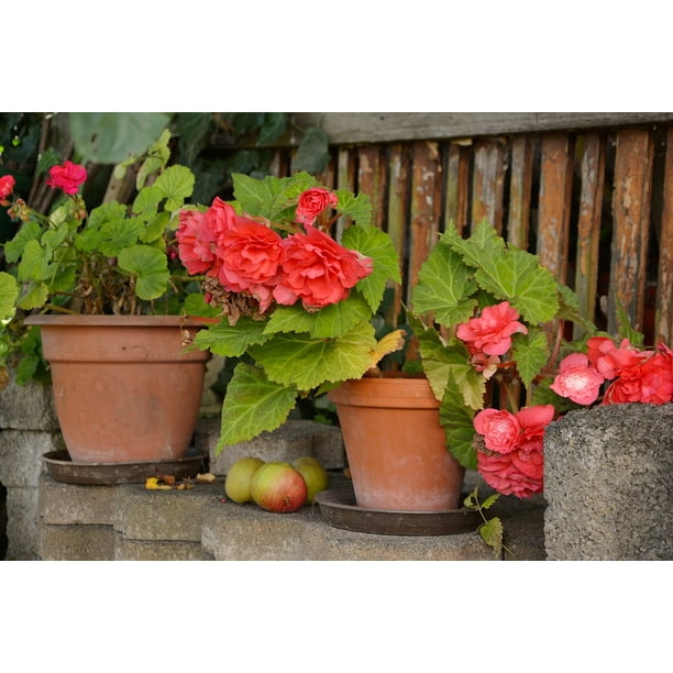 Canvas Print Flower Pots Begonias Potted Flowers Garden