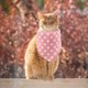 thumbnail image 4 of Greeniant Pet Slobber Bufanda Transpirable Punto Triangular Reutilizable Toalla Regalo Rojo Type2 NO2 Greeniant PT003850-01, 4 of 6