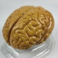 thumbnail image 5 of Life Size Human Brain Model for Kids Education Teaching Tools Lab Supplies, 5 of 8