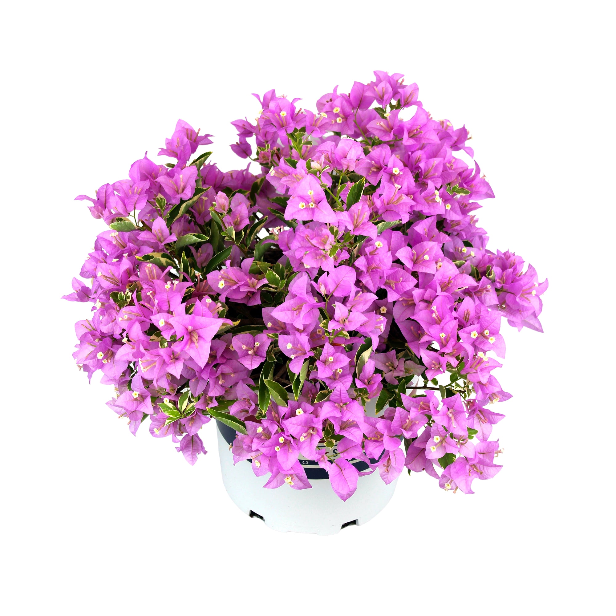 "Lone Star Growers Bougainvillea Blueberry Ice, 16""- 18"" Tall