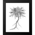 thumbnail image 2 of Unknown 12x14 Black Modern Framed Museum Art Print Titled - BAndW Plant Specimen III, 2 of 5