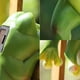thumbnail image 5 of 1 Uds. Animal simulado luz Solar-105 cerdo de pared MFZFUKR CPB-US-DYP772-2, 5 of 5