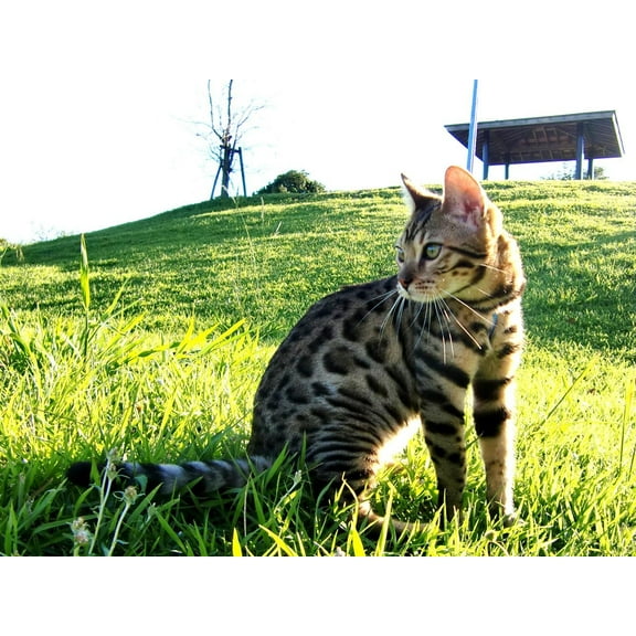 Wall Art Impressions 32x24in Photographic Quality Poster Bengal Cat catcrest1