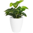 thumbnail image 1 of Maceta Cónica Elly Decor 30.5 cm con Drenaje Blanco Interior Exterior, 1 of 5