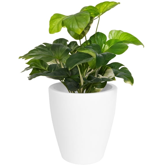 Maceta Cónica Elly Decor 30.5 cm con Drenaje Blanco Interior Exterior