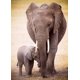 thumbnail image 2 of Rompecabezas EuroGraphics Elefante y Cría 1000 Piezas, 2 of 3