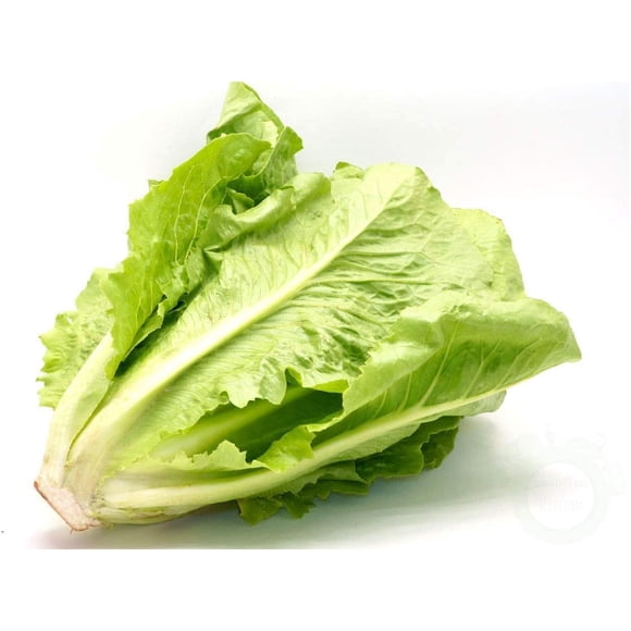 GSDWIUEW Paris Lettuce Seeds – 850 Organic Giant Vegetable for Year-Round Salad Planting