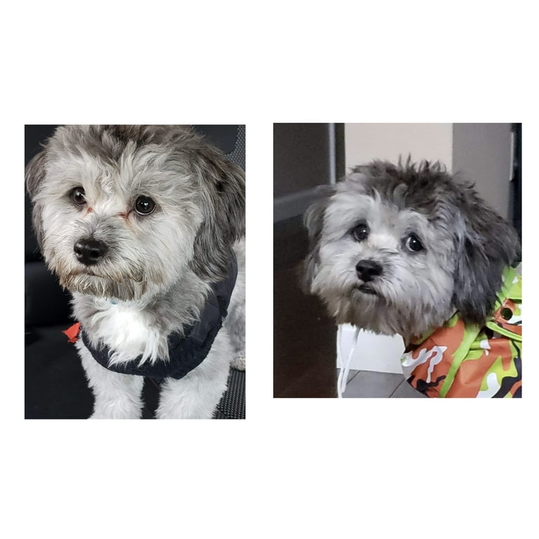 Havanese tear cheap stains