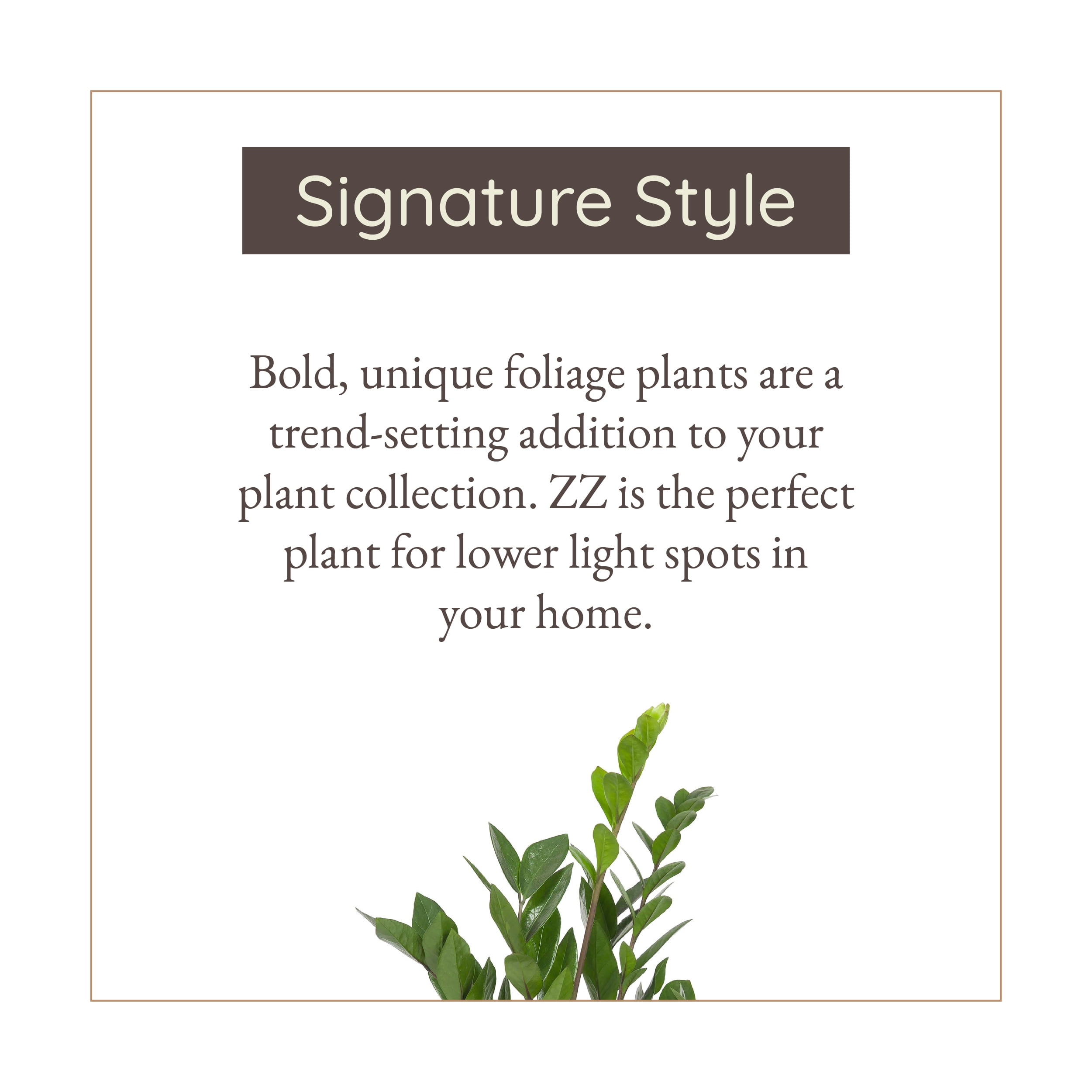 Wild Interiors ZZ (Zamioculcas Zamiifolia), 12-18” Tall, 5” Ceramic Pot