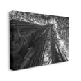 thumbnail image 3 of Stupell Industries Sky High Tree Looming Photograph Gallery Wrapped Canvas Print Wall Art, Design by Aaron Matheson, 3 of 7