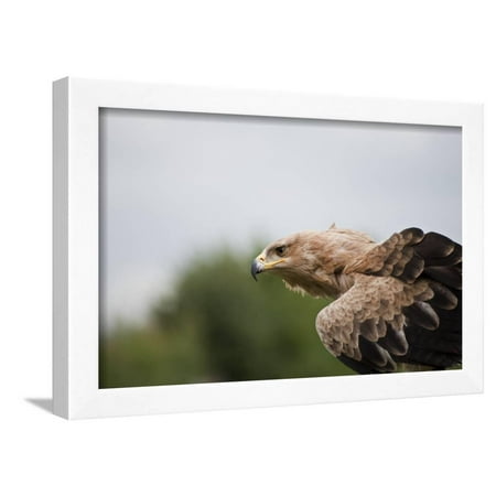 Tawny Eagle - Portrait of Tawny Eagle Looking for Prey Framed Print Wall Art By Veneratio