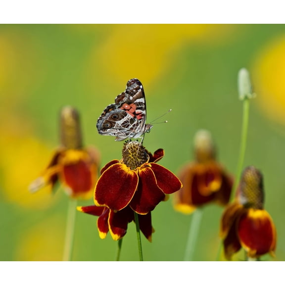 500 MEXICAN HAT Ratibida Columnaris Flower Seeds