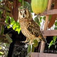 thumbnail image 4 of Colgante espantapájaros con búho, colgante espantapájaros para huerto, decoración animal para patio exterior con cuerda de sisal de 60 cm y cinta de 60 cm, 4 of 8